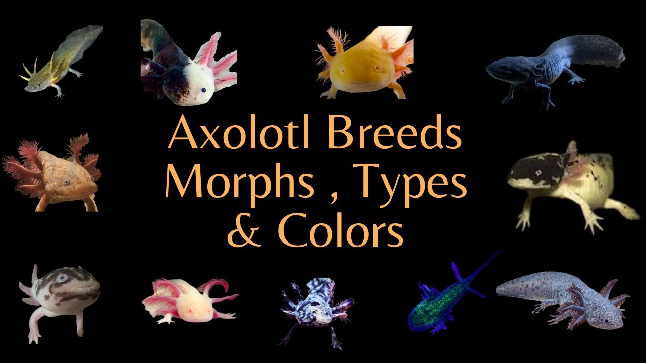 'Video thumbnail for All the Axolotl Breeds , Colors & Morphs [ Videos ]'