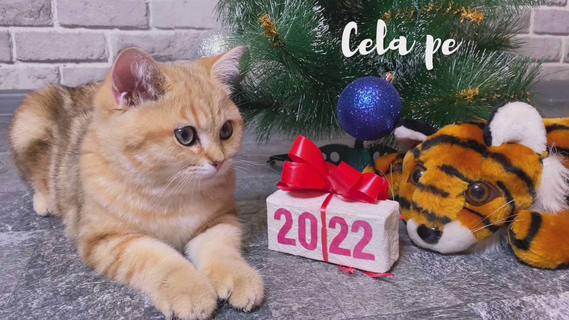 Video thumbnail for Les chats à Noël