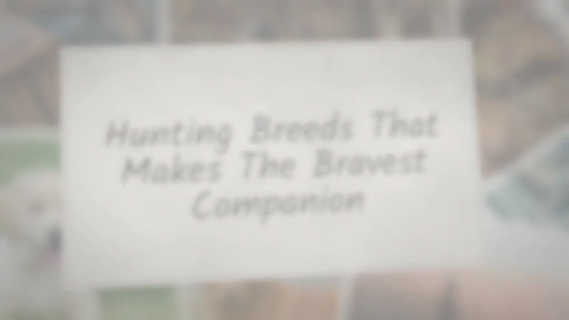 Video thumbnail for Hunting Breeds That Makes The Bravest Companion