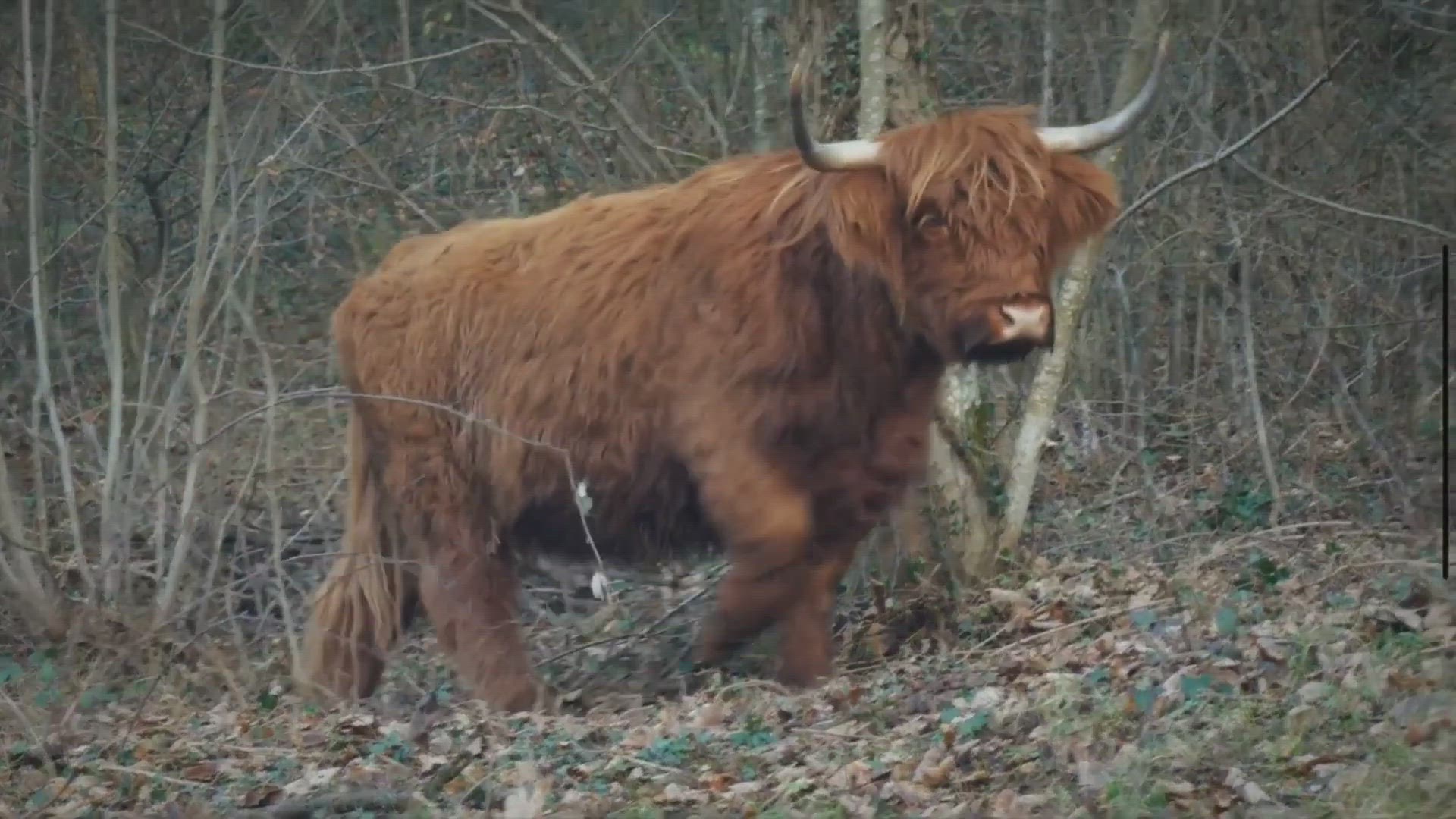 Video thumbnail for The Ultimate Guide To Wyoming Bison Hunting