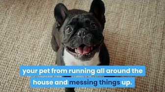 Video thumbnail for Best Playpen for a French Bulldog