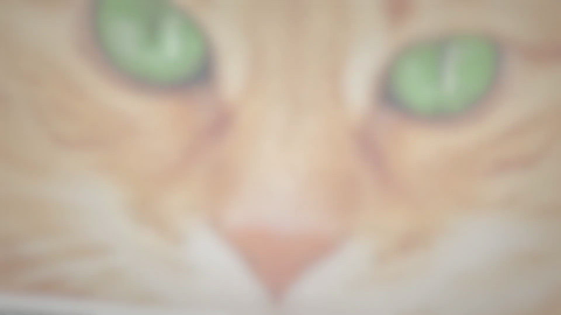 Video thumbnail for 9 Best Cats With Green Eyes