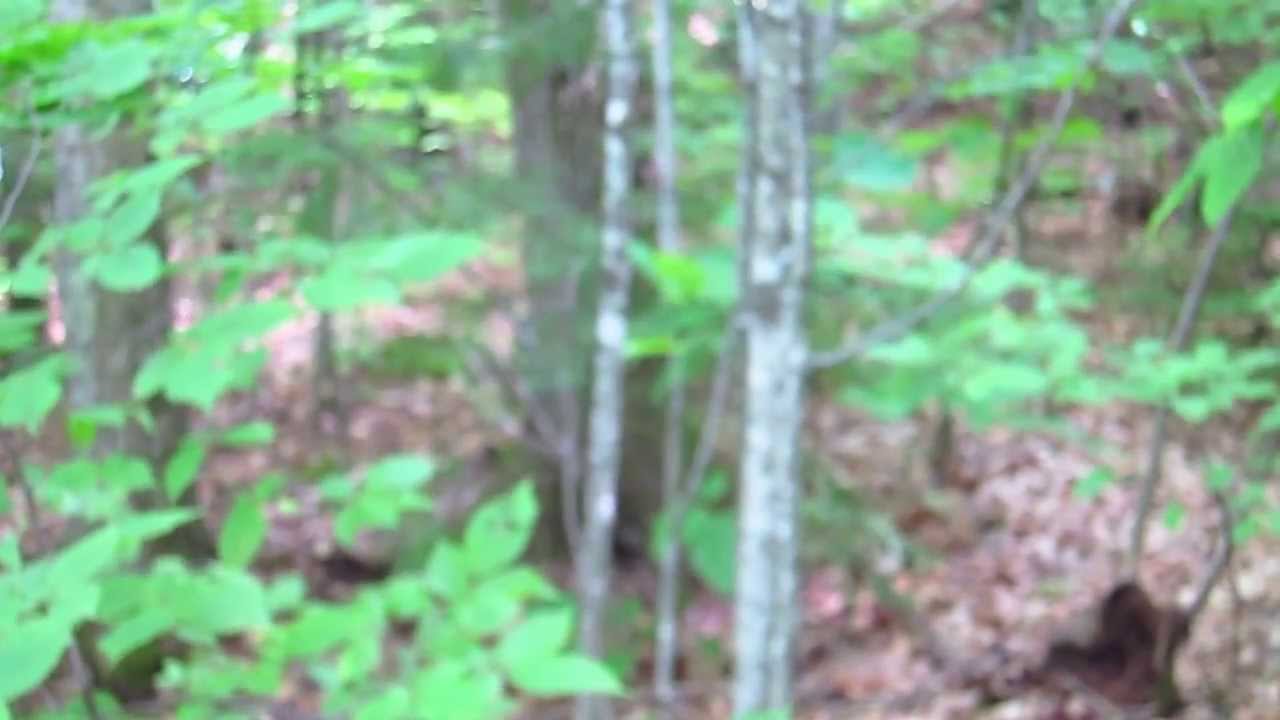 Video thumbnail for DIY Shed Site Clearing