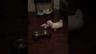 Video thumbnail for Django finding his bark as a 3 month old Maltese Puppy, with his Dad's Slippers!