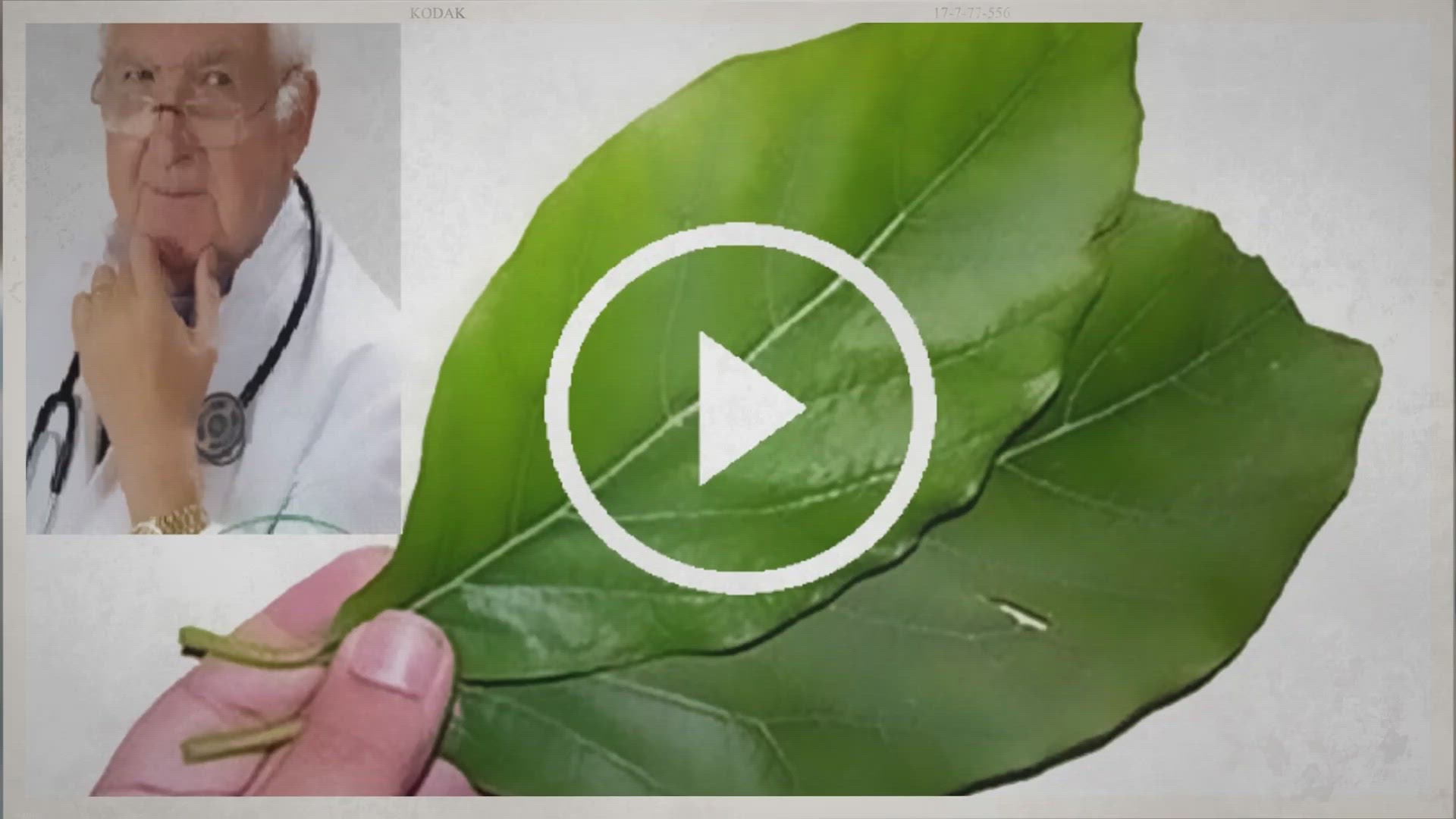 Video thumbnail for Esta Hoja ayuda a producir insulina, limpia riñones, eliminar ácido úrico y regula presión arterial