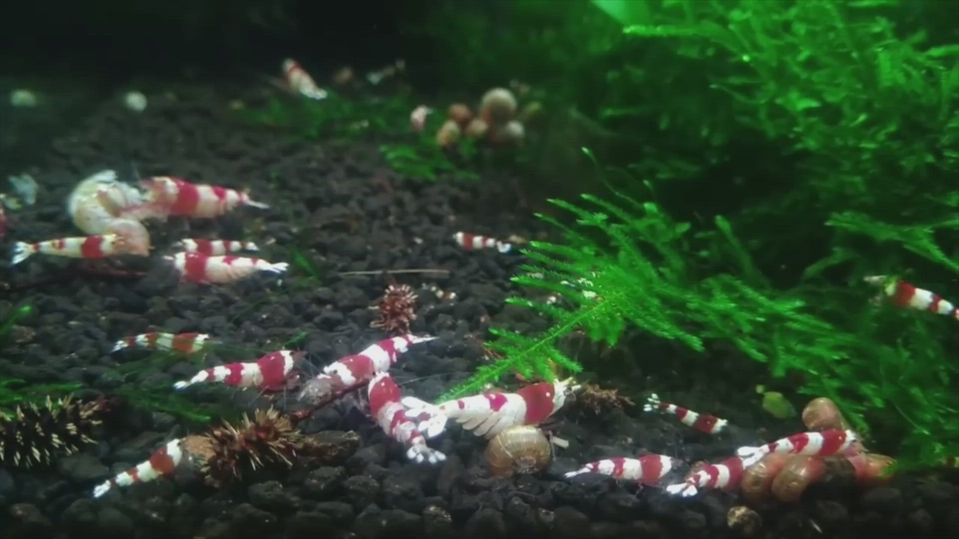 'Video thumbnail for Water Parameters Needed For Shrimp'