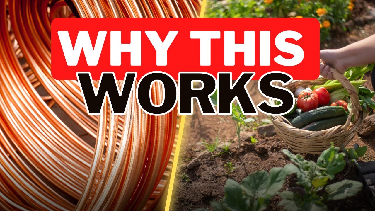 Video thumbnail for Electro Culture Food Production. Why Electricity Helps Plants Grow.