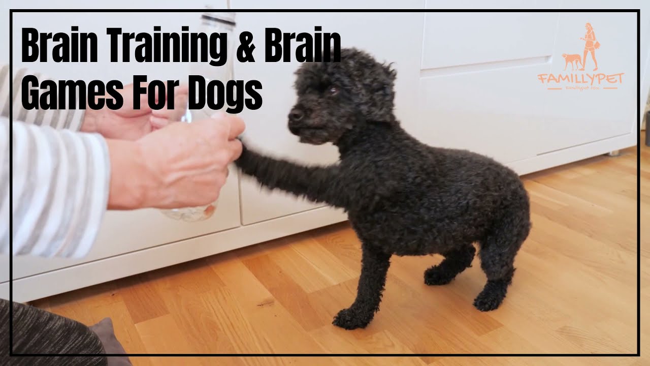 'Video thumbnail for Brain training for dogs'