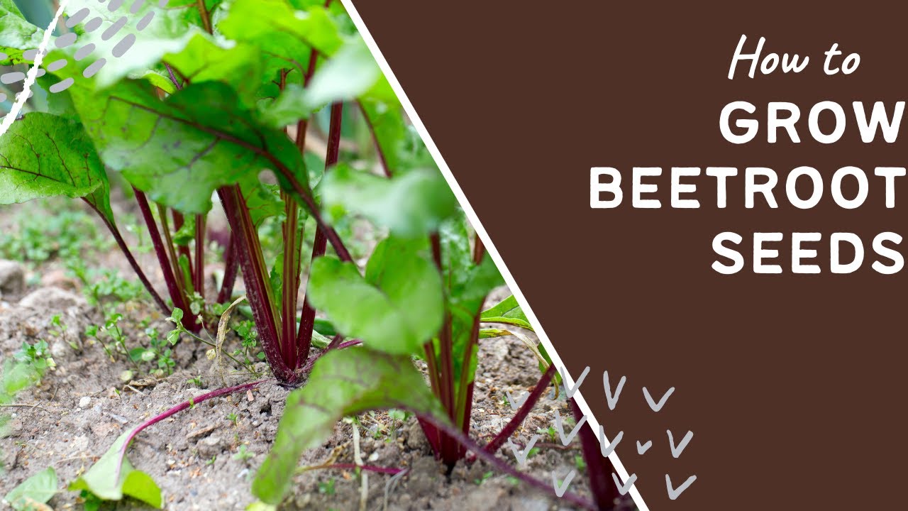 Video thumbnail for 🎥 ✅ 🌱 How to Grow Beetroot from Seeds 🌿 | Easy Step-by-Step Guide for a Big, Successful Harvest 🥕✨