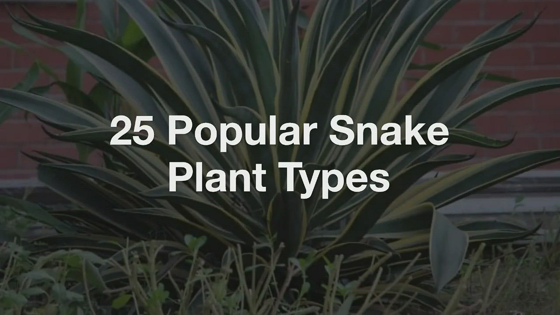 'Video thumbnail for 25 Popular Snake Plant Types'