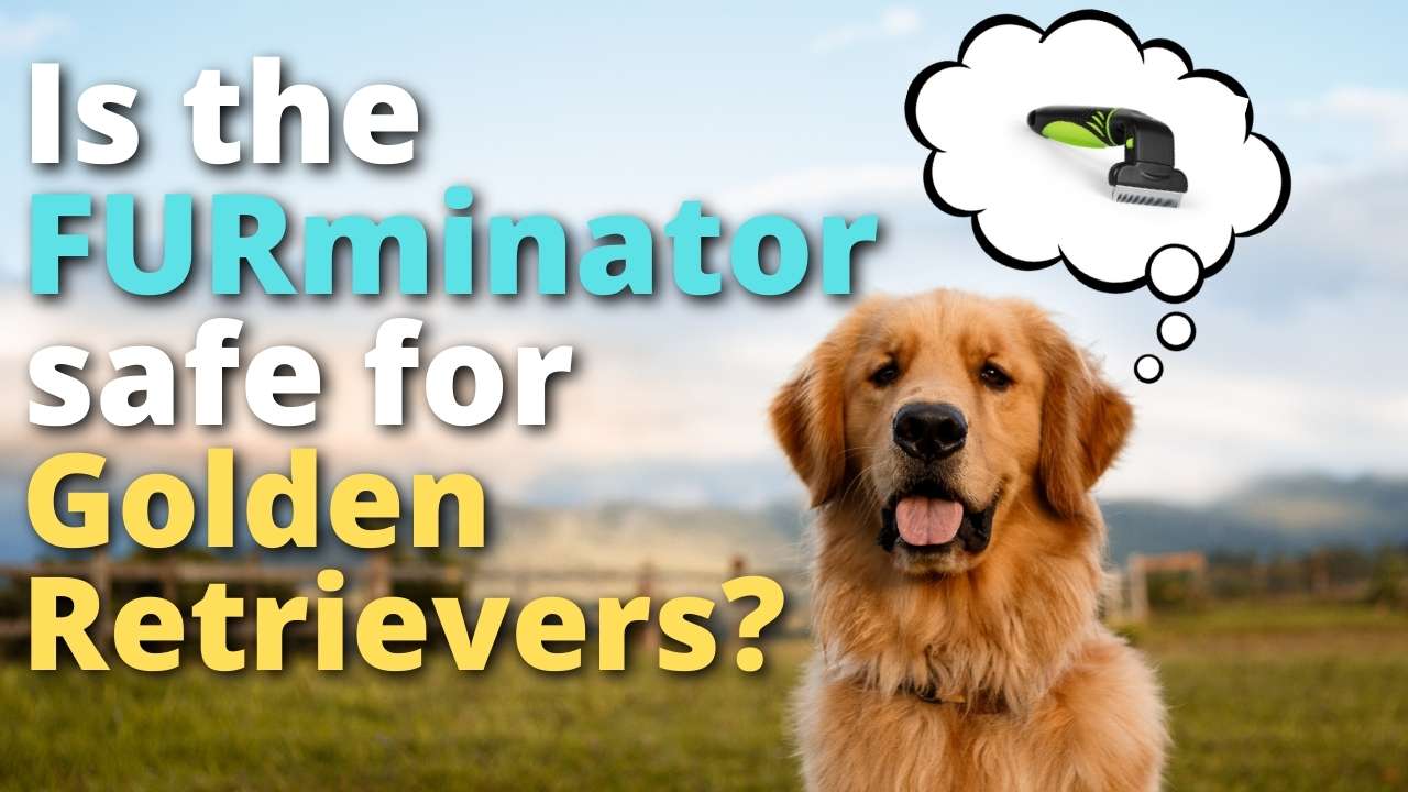 'Video thumbnail for Is The FURminator Safe For Golden Retrievers?'