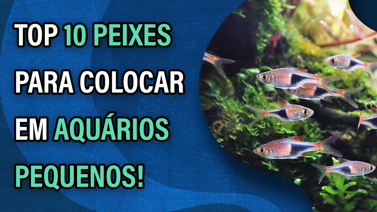 Video thumbnail for 10 peixes para colocar em aquários pequenos!