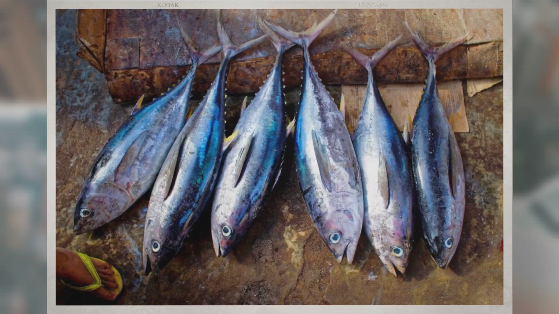 Video thumbnail for Can Ferrets Eat Tuna and Other Fish?