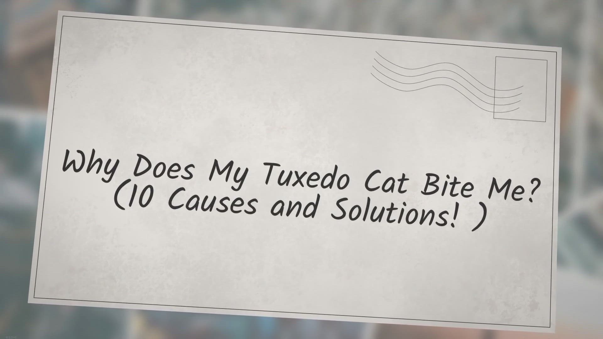Video thumbnail for Why Does My Tuxedo Cat Bite Me? (10 Causes and Solutions!)