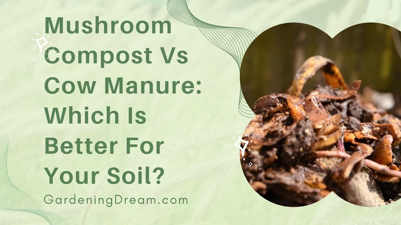 Video thumbnail for Mushroom Compost Vs Cow Manure Which Is Better For Your Soil