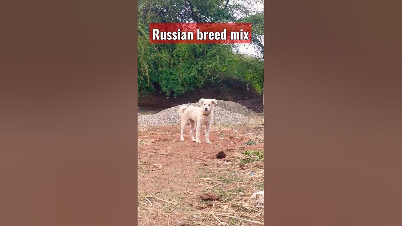 Video thumbnail for Russian dog Breed mix #dog #shorts