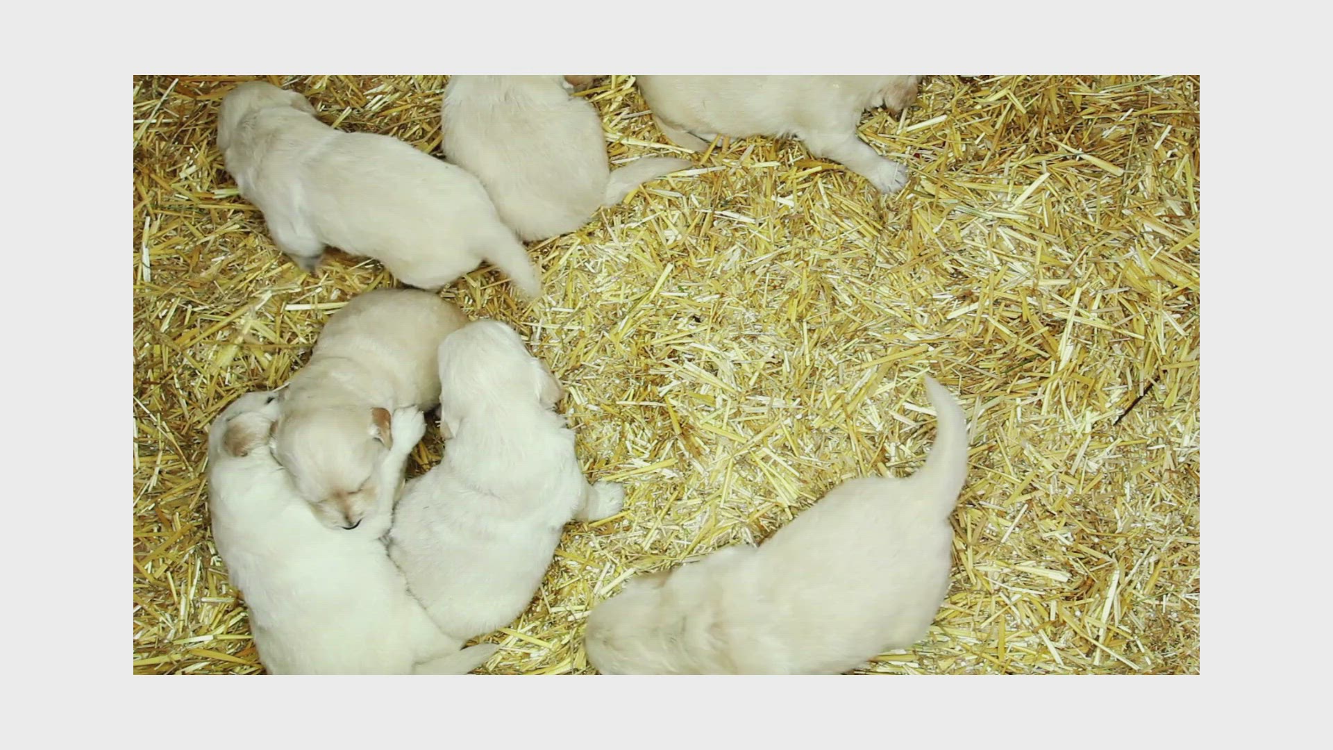 Video thumbnail for Puppiies Video