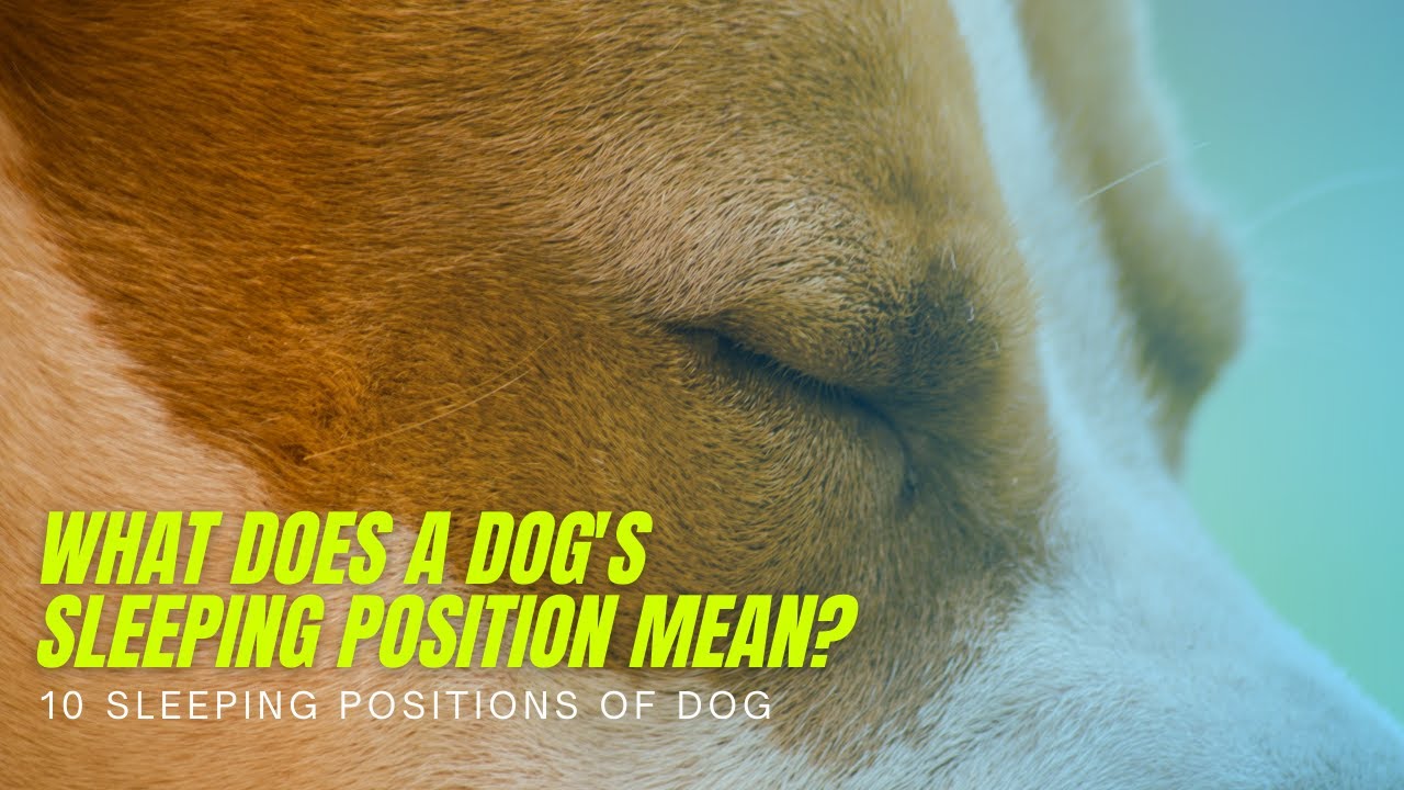 Video thumbnail for What does a dog's sleeping position mean? 10 Sleeping Positions of Dog