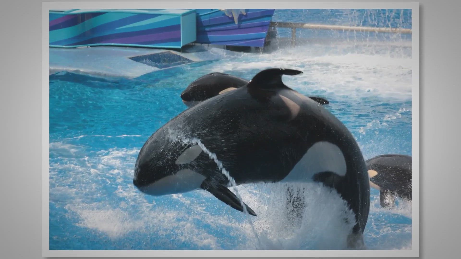 'Video thumbnail for SeaWorld Itinerary: The Perfect 1-Day Park Itinerary'