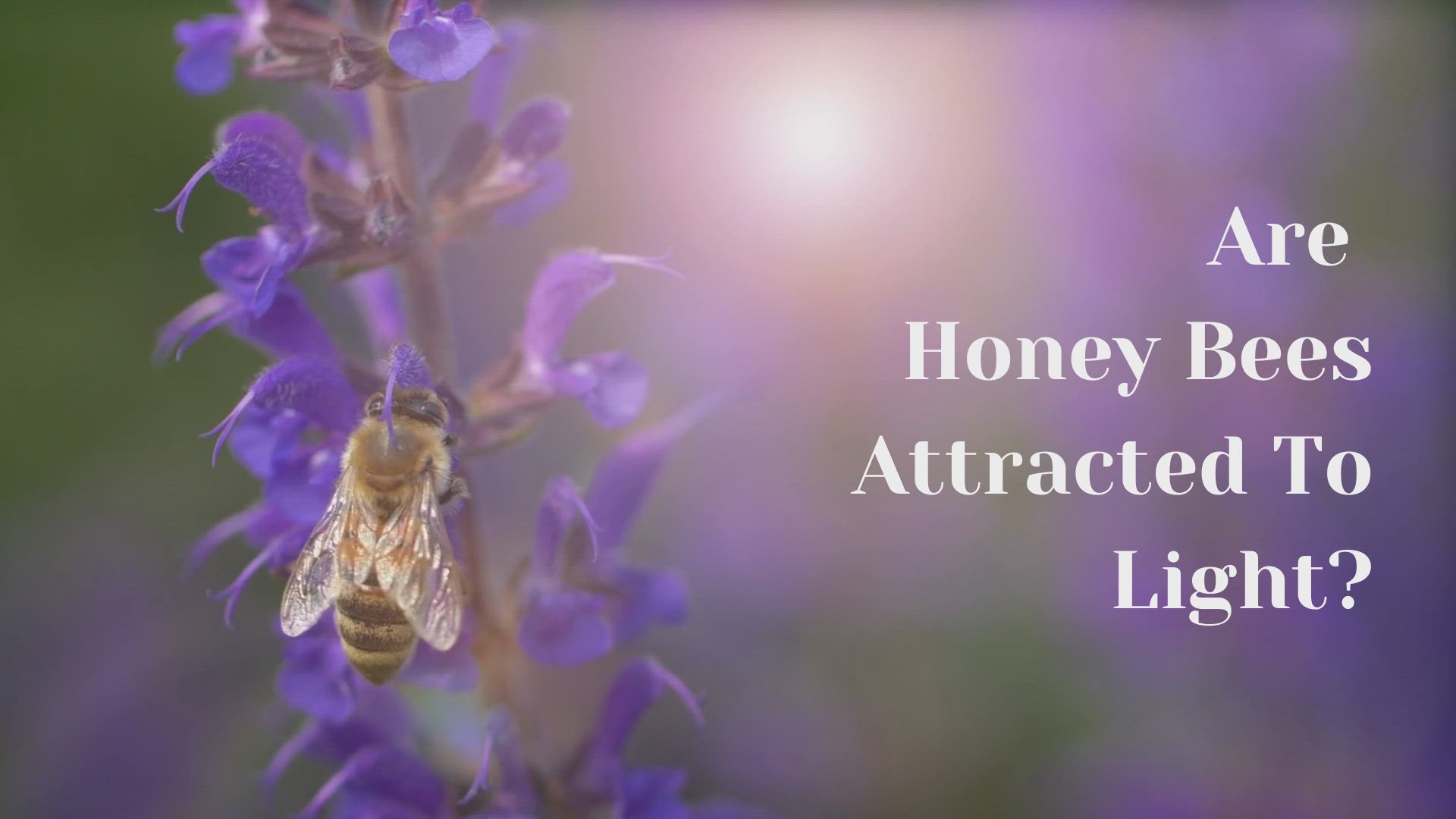 Video thumbnail for Are Honey Bees Attracted To Light?