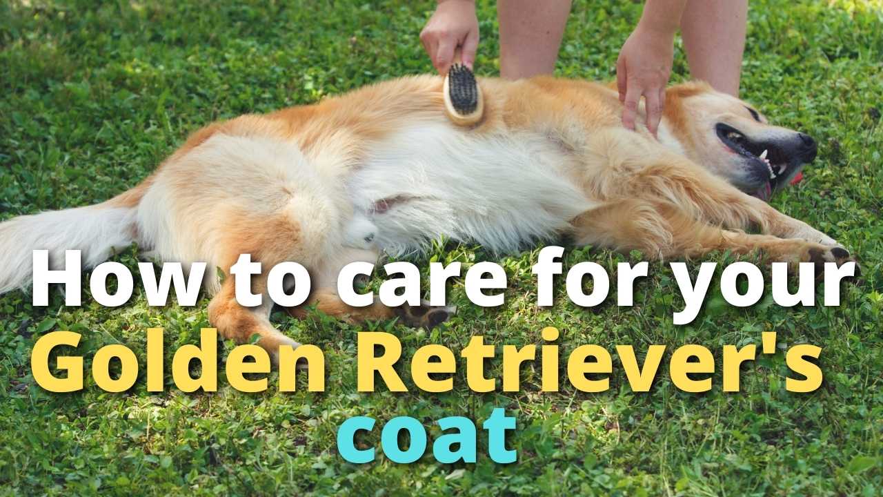 'Video thumbnail for How To Take Care of a Golden Retriever's Coat'