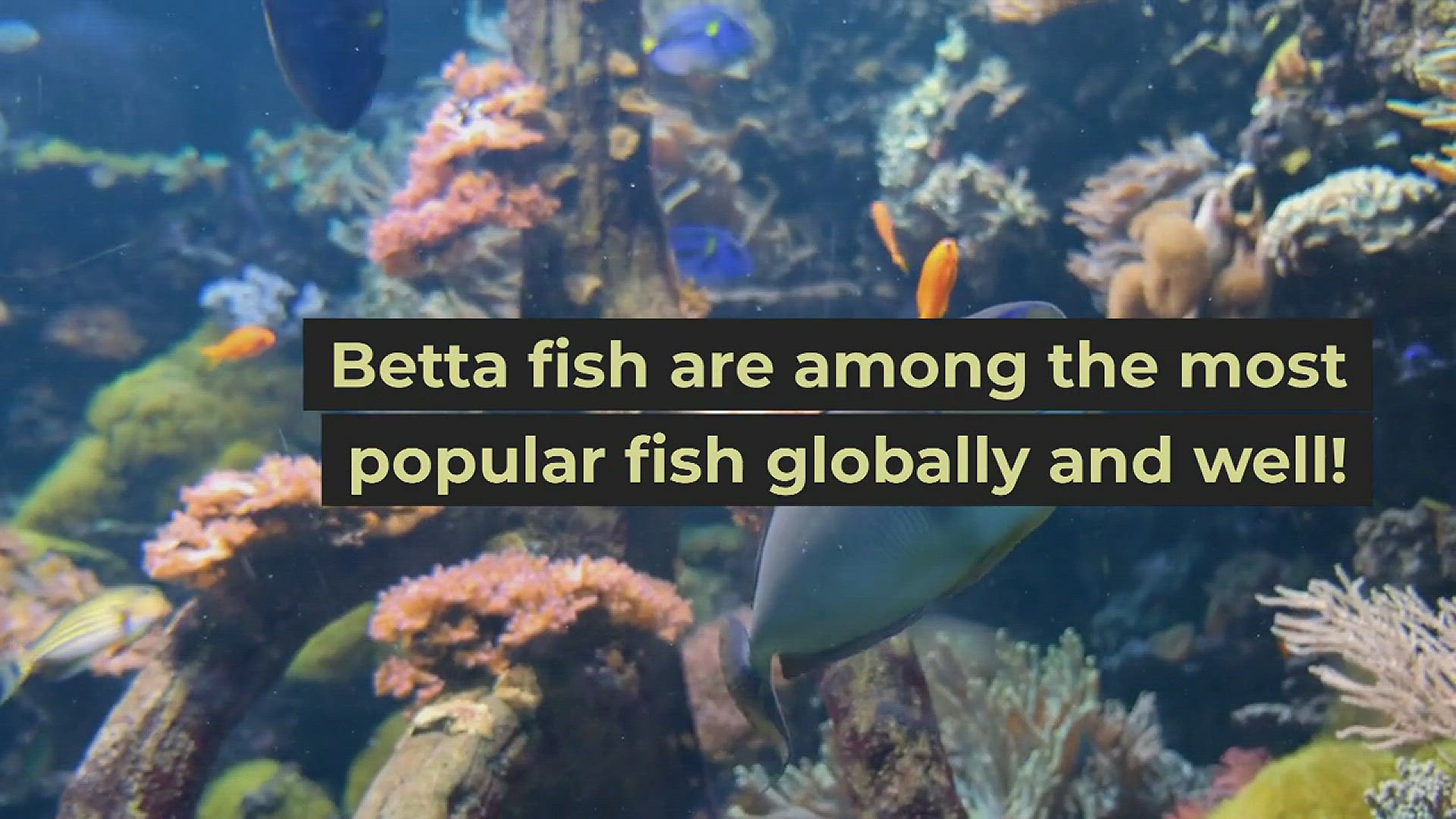 Video thumbnail for What does it mean when a betta fish flares it's gills at you?