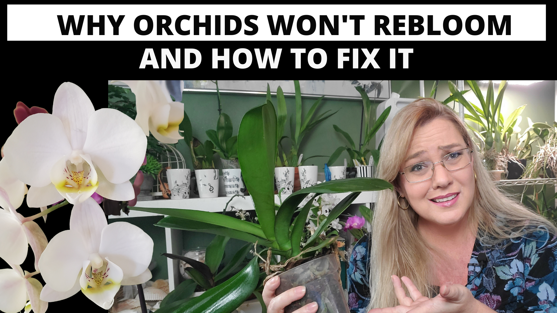 Video thumbnail for Why Doesn't my Phal Bloom?