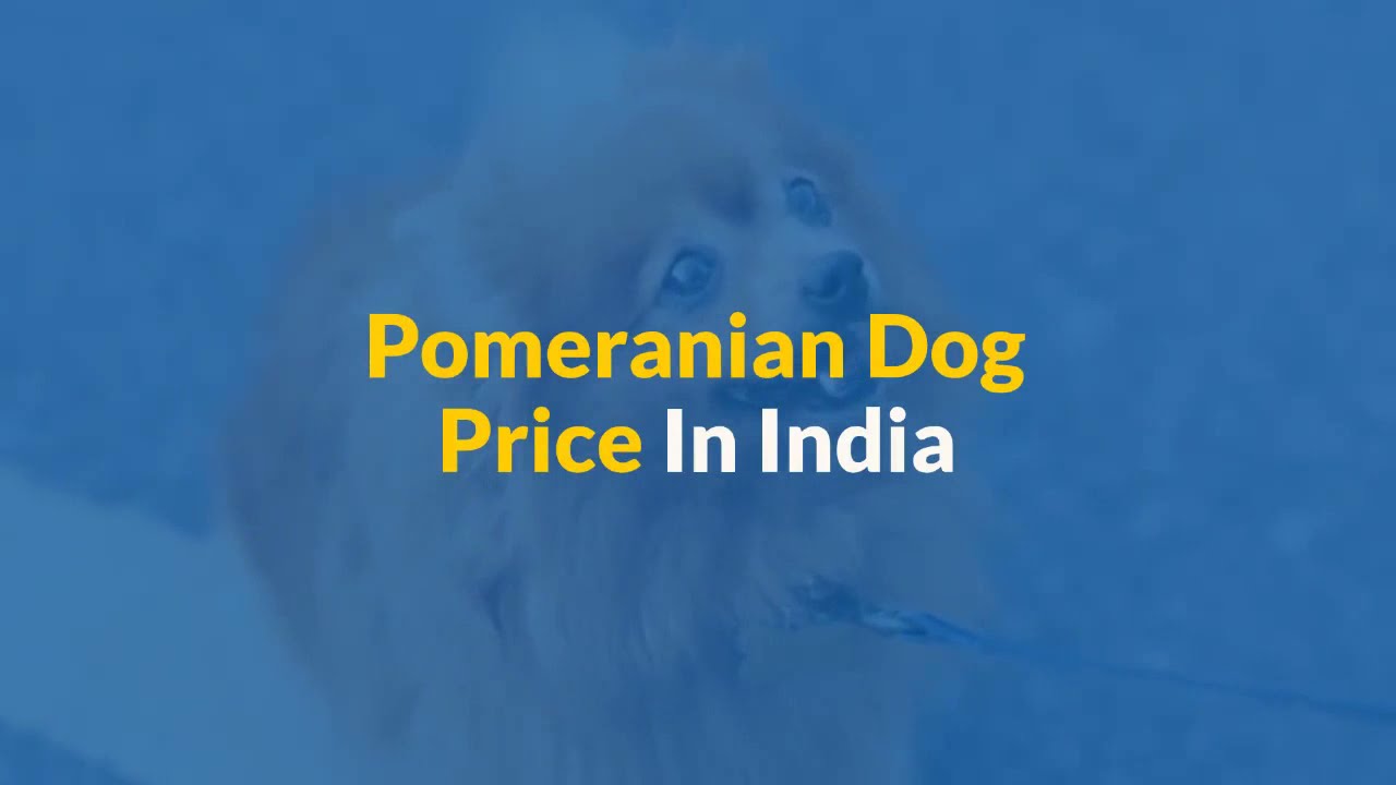 Video thumbnail for Pomeranian Dog Price In India [How To Buy In The Cheapest Way In 2022]