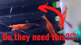 Video thumbnail for Do Red Cherry Shrimp Need A Filter? ANSWERED!
