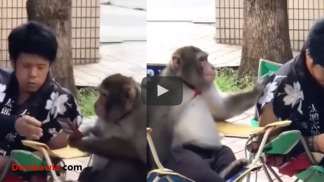 Video thumbnail for Monkey With Human Intelligence