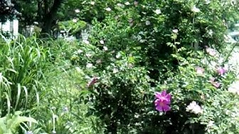 'Video thumbnail for Sheri Ann Richerson on color in the garden and growing from seed......'