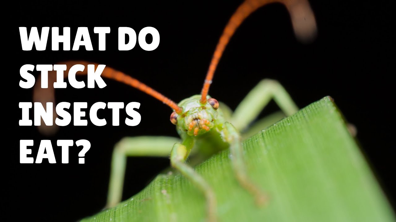 Video thumbnail for What do Stick Bugs Eat - What do Stick Insects Eat - What to Feed Stick Bugs