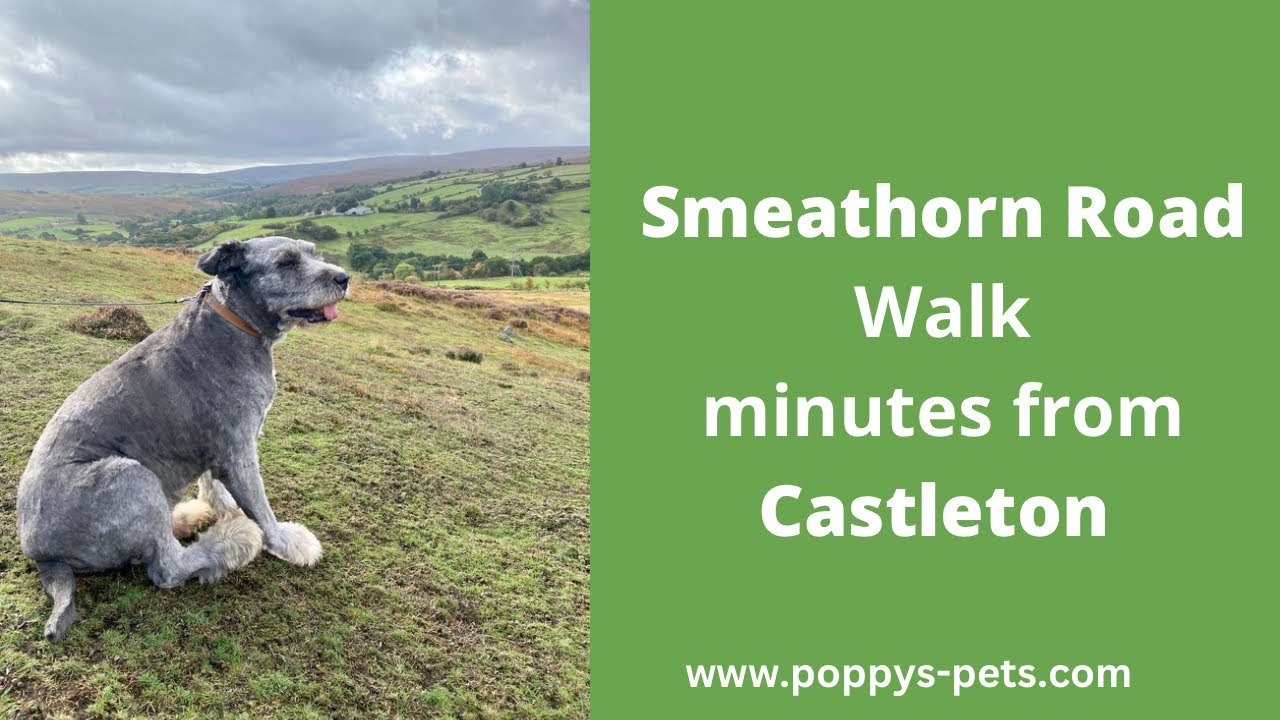 'Video thumbnail for Come Along With Us As We Trek Along Beautiful Smeathorn Road With Our Senior Dog Teddy!'