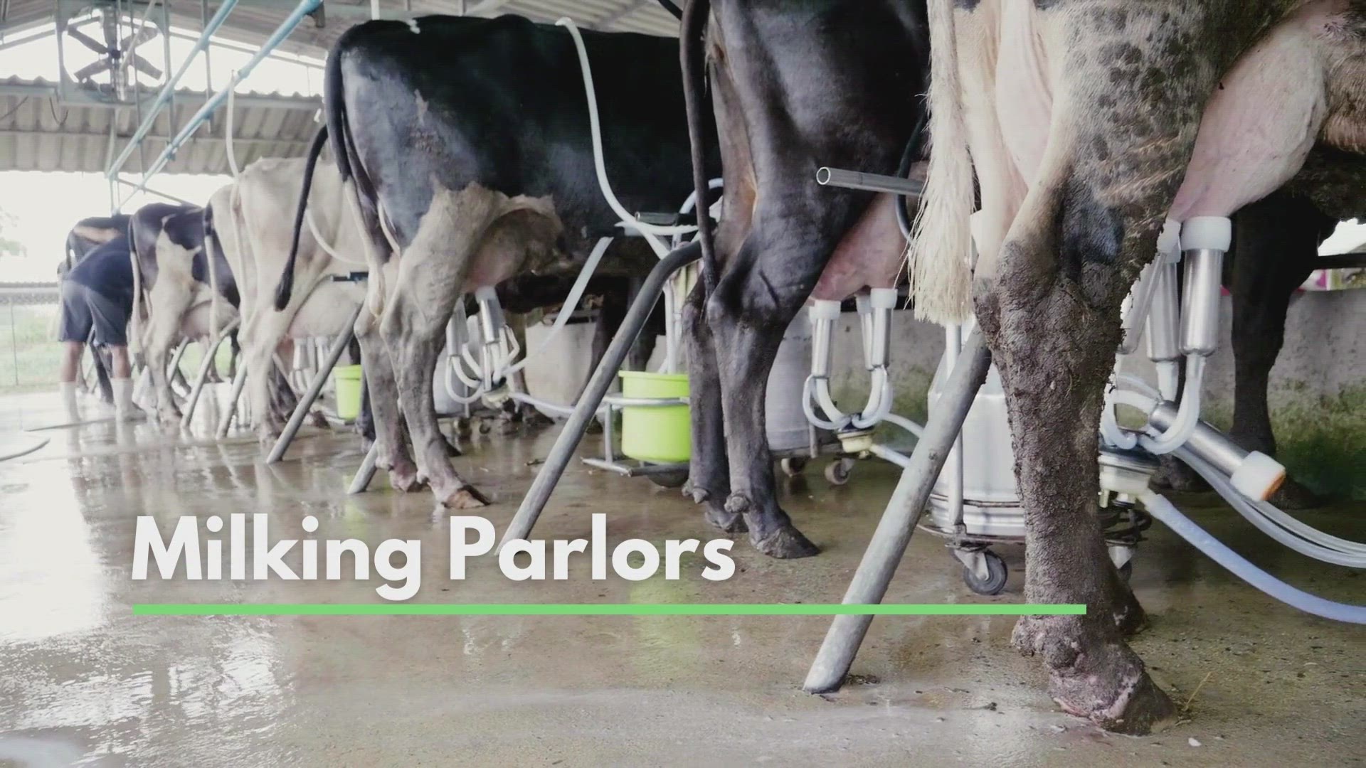 Video thumbnail for Milking Parlors