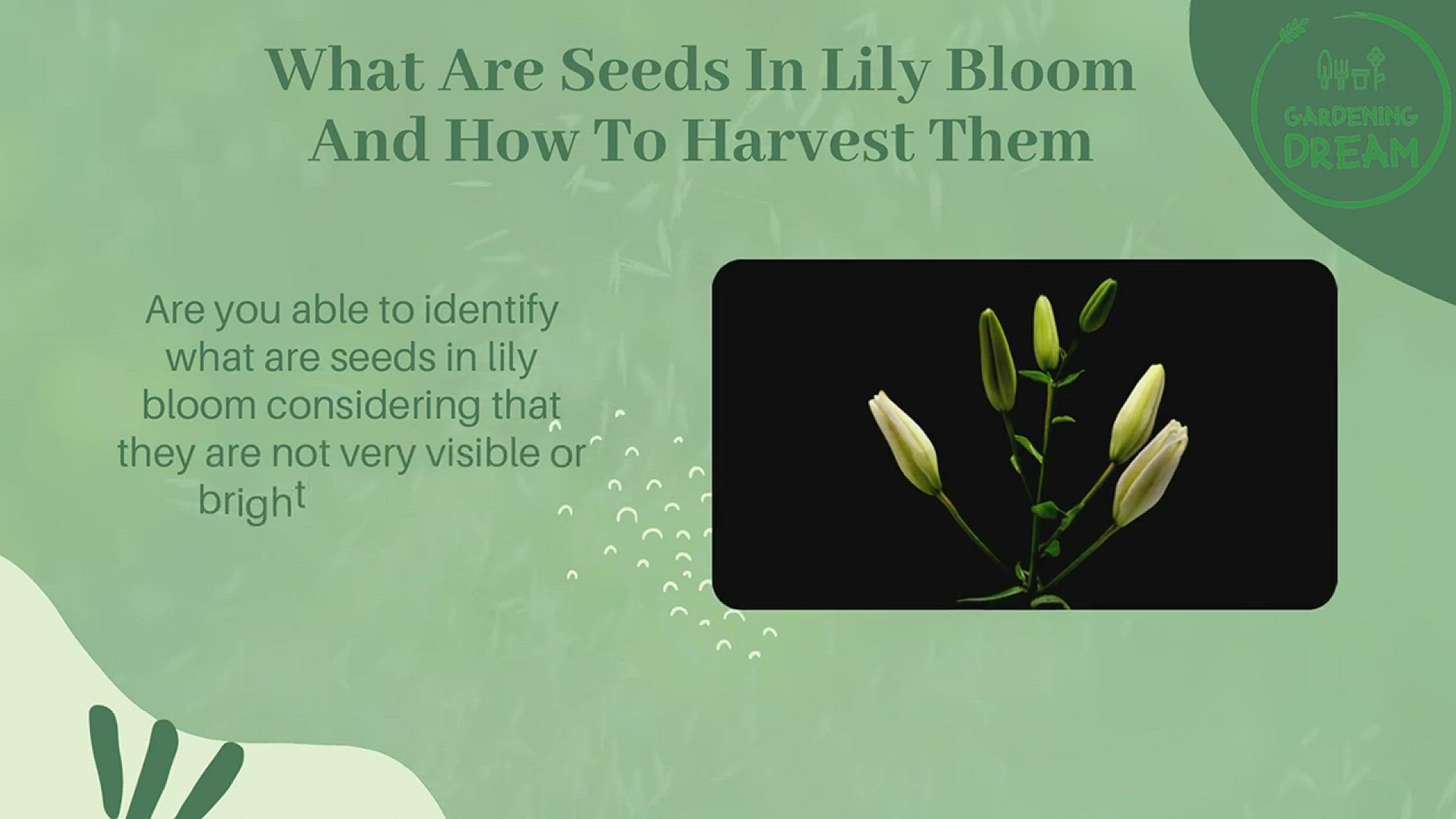 Video thumbnail for What Are Seeds In Lily Bloom And How To Harvest Them?
