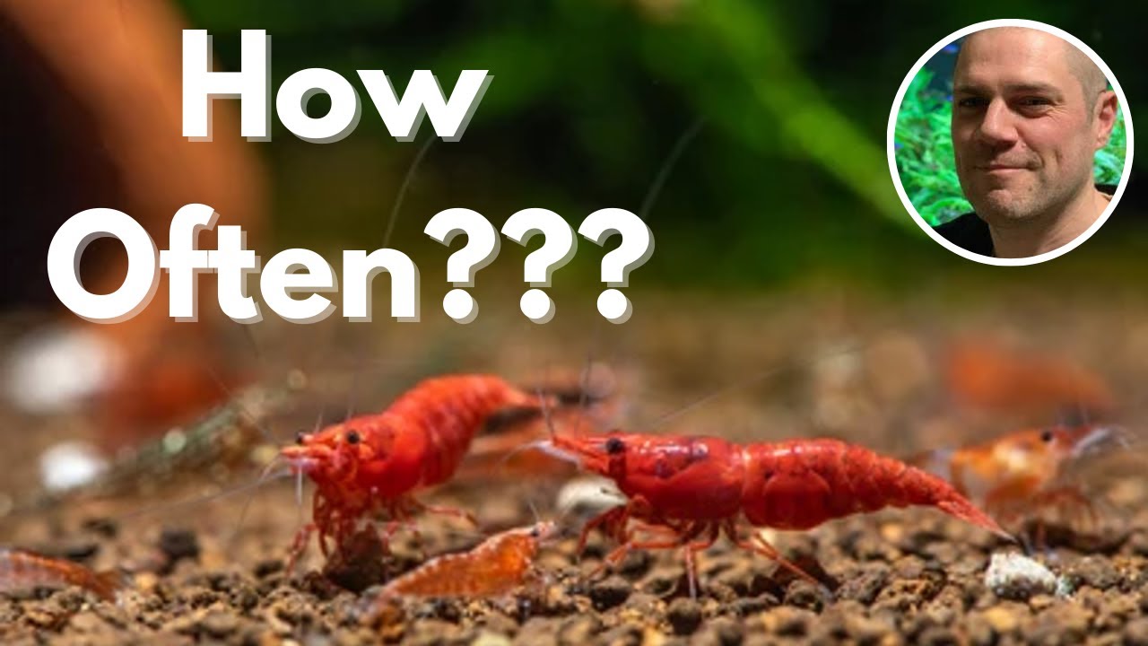 Video thumbnail for How Often Should You Feed Red Cherry Shrimp?