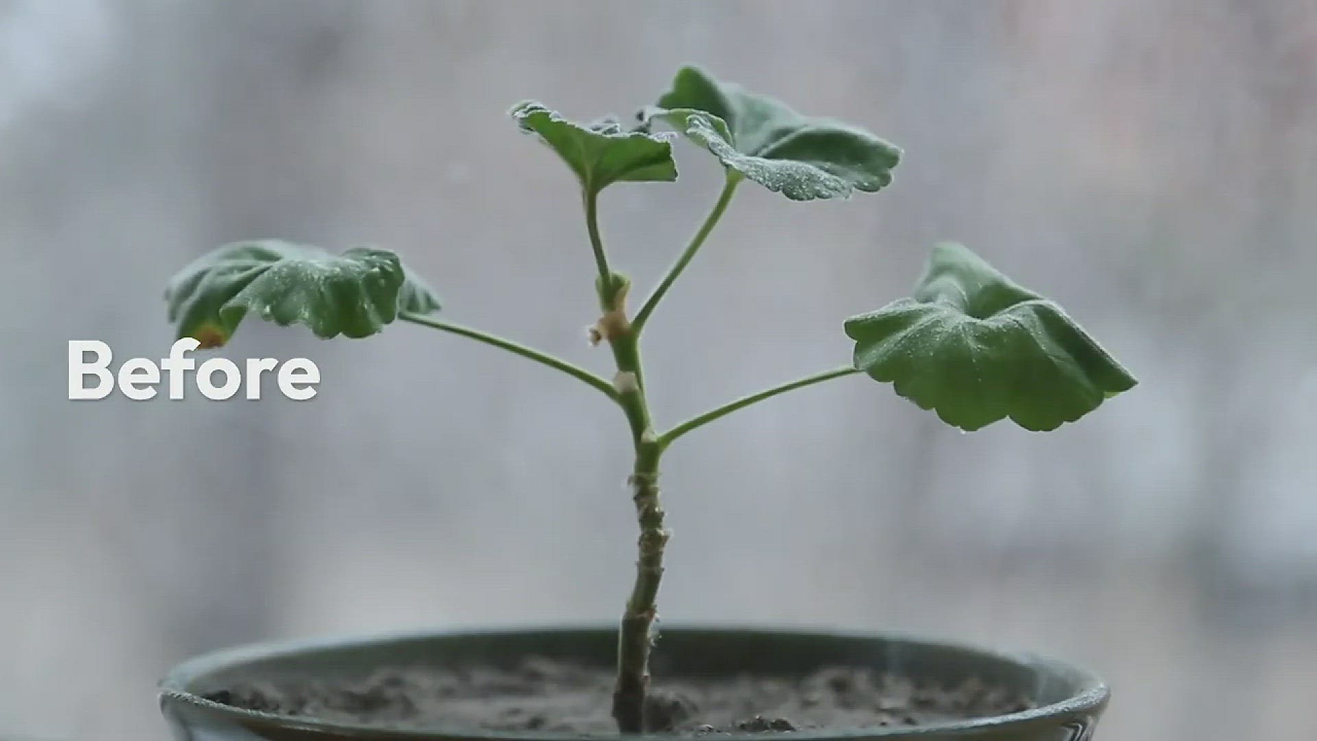 'Video thumbnail for Tropical Plants Misting'