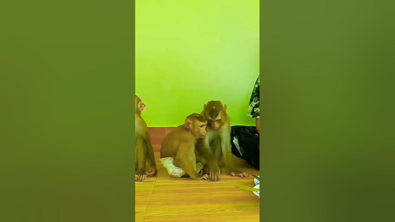 Video thumbnail for arshadmilton #shortvideo