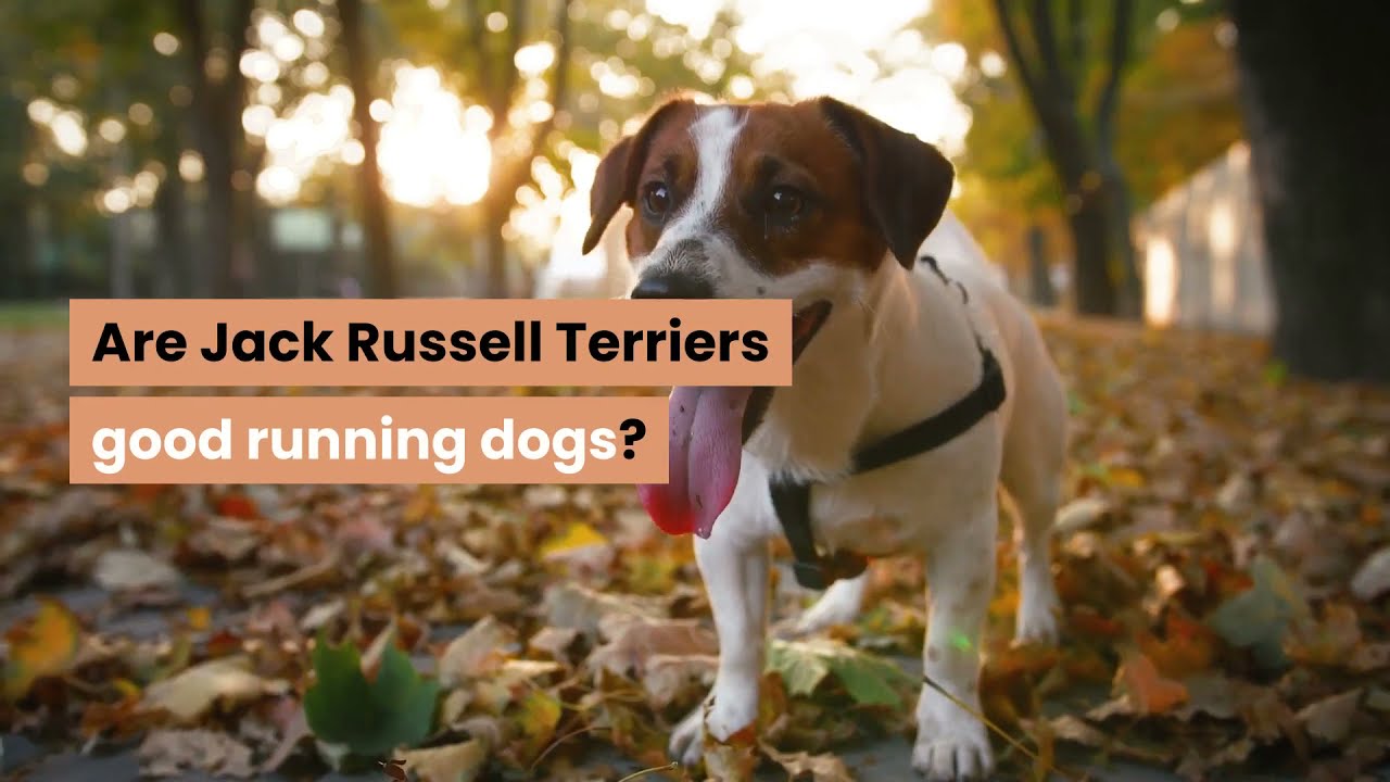 Video thumbnail for Are Jack Russells Good Running Dogs?