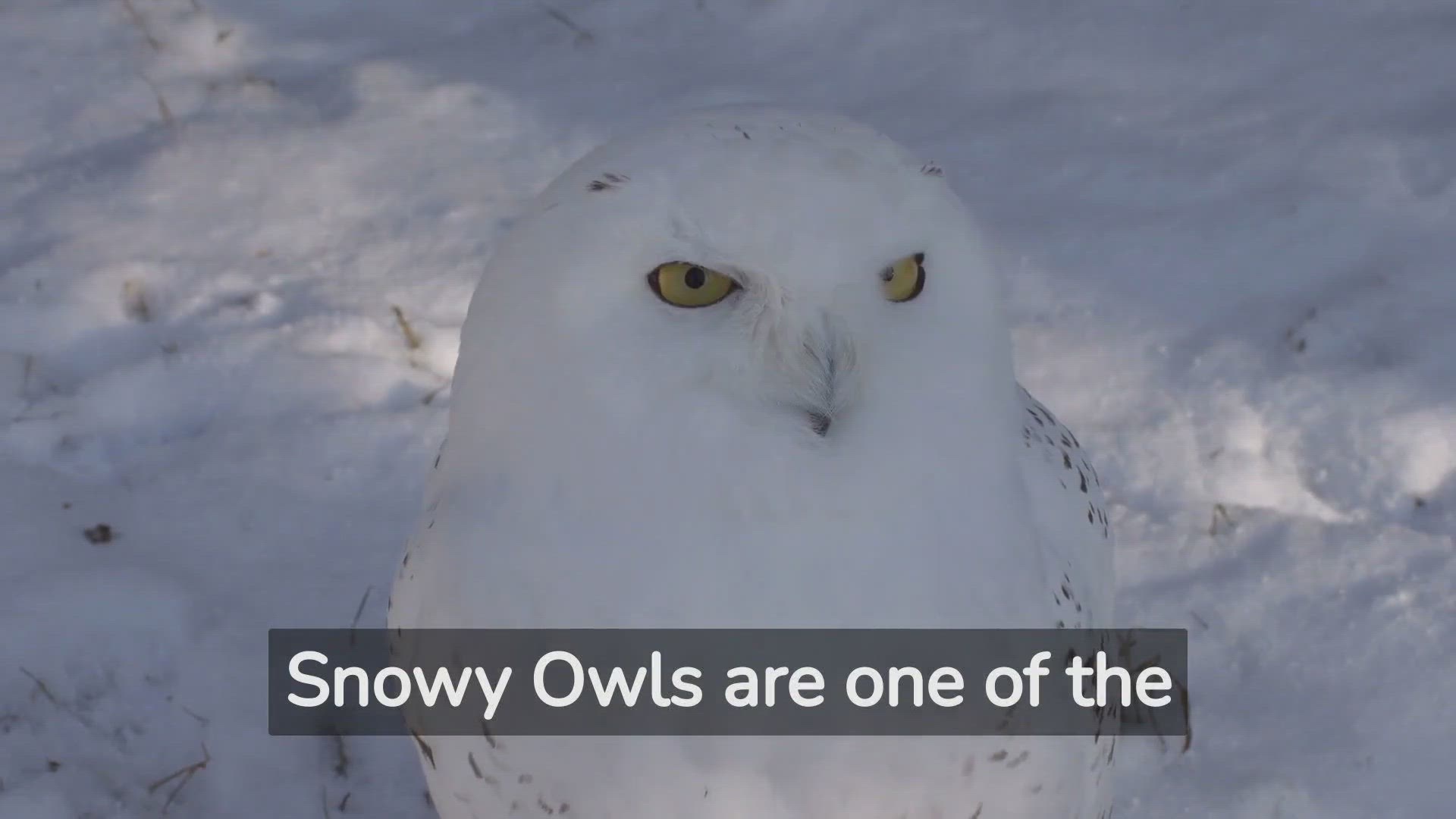 'Video thumbnail for Snowy Owls: Mystery and Magic Revealed!'