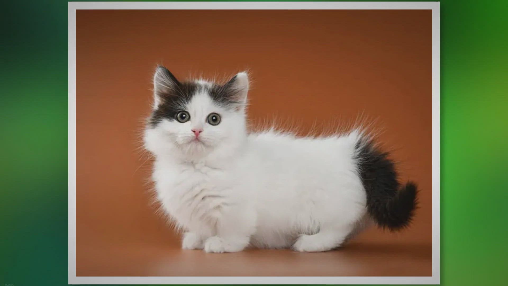 Video thumbnail for 11 Interesting Facts About Munchkin Cats