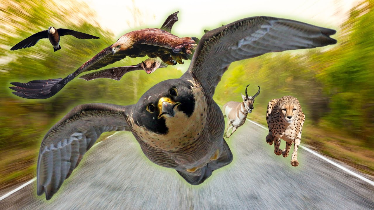 'Video thumbnail for Fastest animals in the world 2022 - Top 16 Fastest Animals'