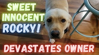 'Video thumbnail for Sweet Innocent Dog Devastates Owner. A Very Sad Day'