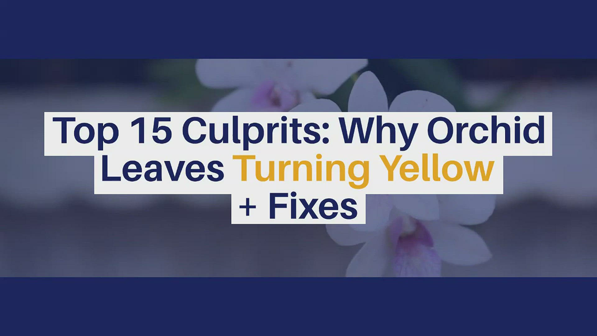 Video thumbnail for Best 15 Orchid Leaves Turning Yellow Causes, How To Save Orchid With Yellow Leaves #OrchidPlantCare
