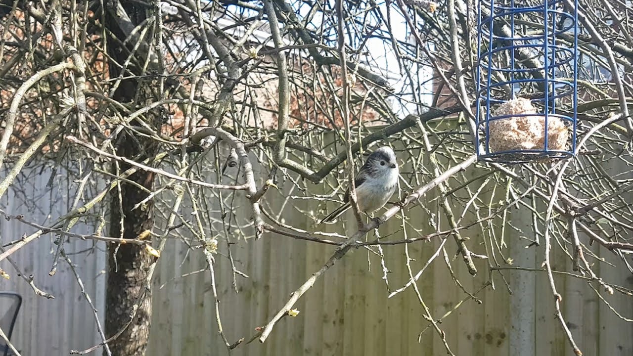 Video thumbnail for Long Tail Tit on Bird Feeder