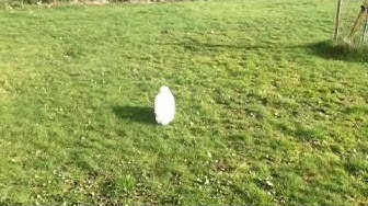 Video thumbnail for Django & Arya the Maltese Puppies playing in the Meiklour Arms in Perth, Scotland