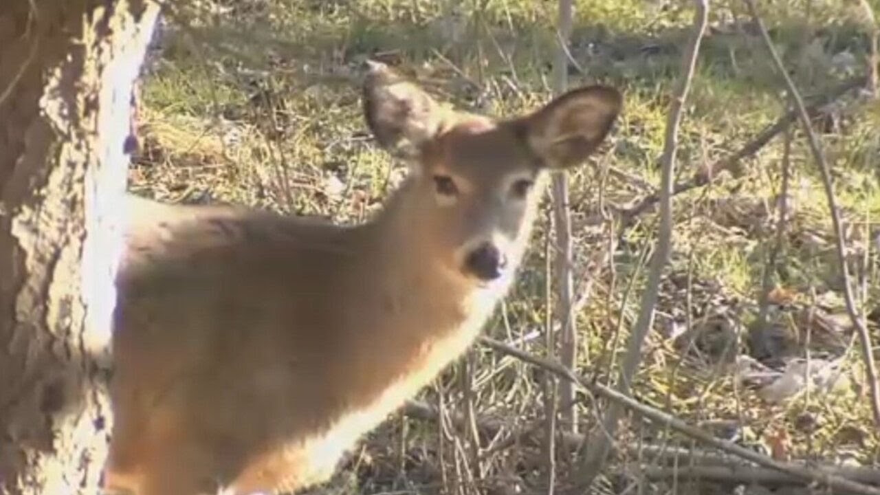Video thumbnail for Busy Start To Deer Season