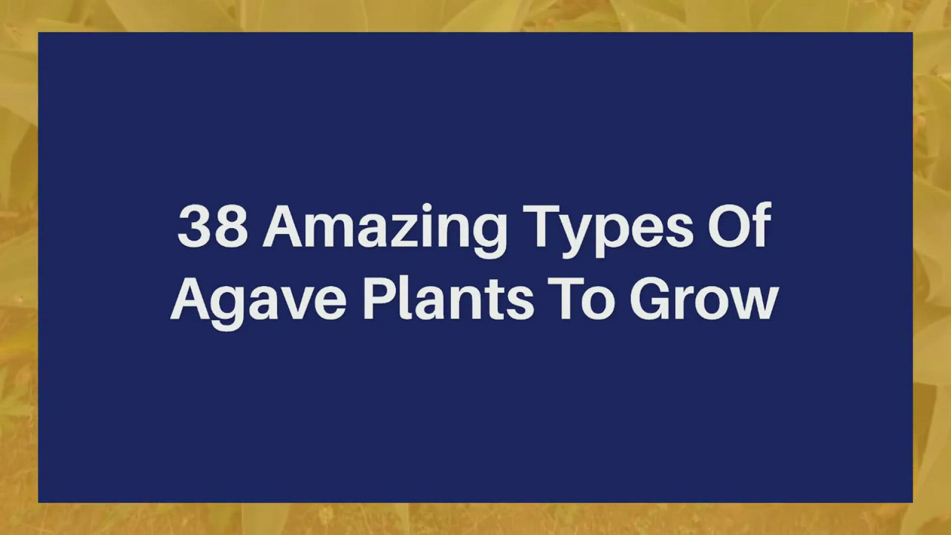 'Video thumbnail for 38 Amazing Types Of Agave Plants To Grow'