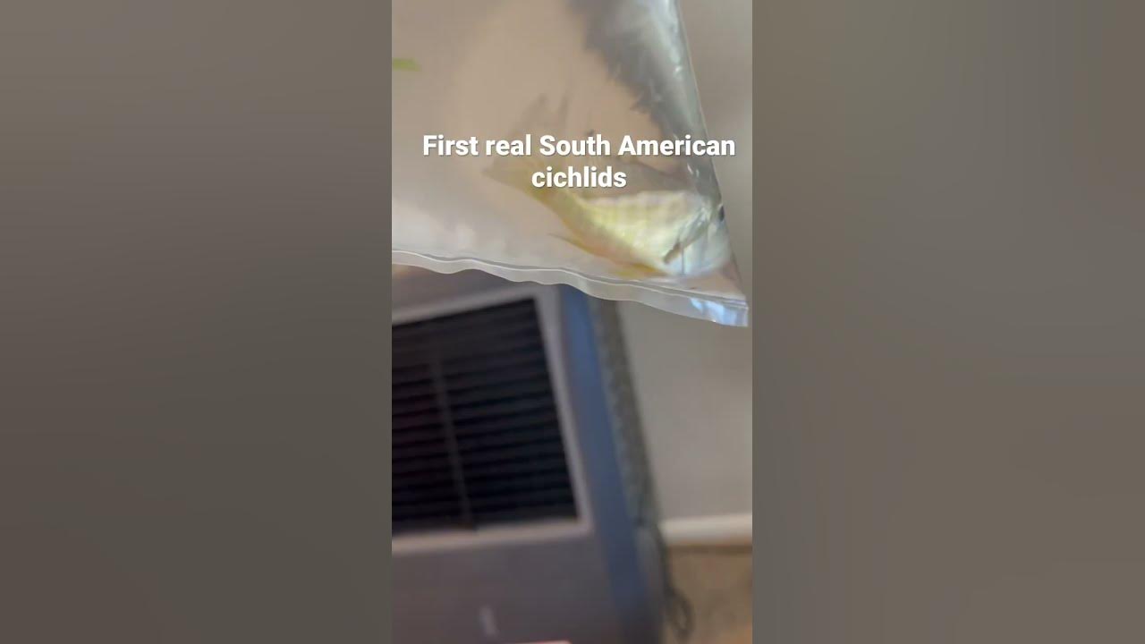 Video thumbnail for New fish!! red head tapajo geophagus #geophagus #redheadtapajo #southamericancichlid #futurebreeders