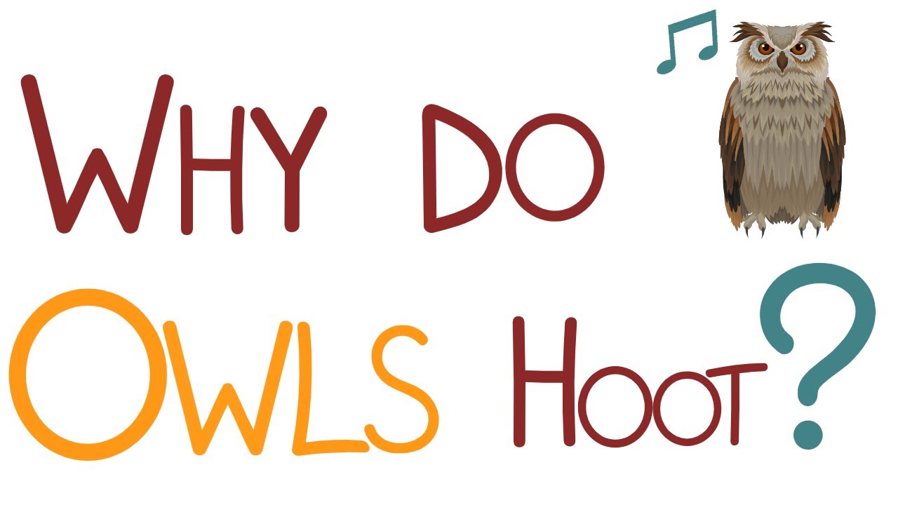 'Video thumbnail for Why Do Owls Hoot?'